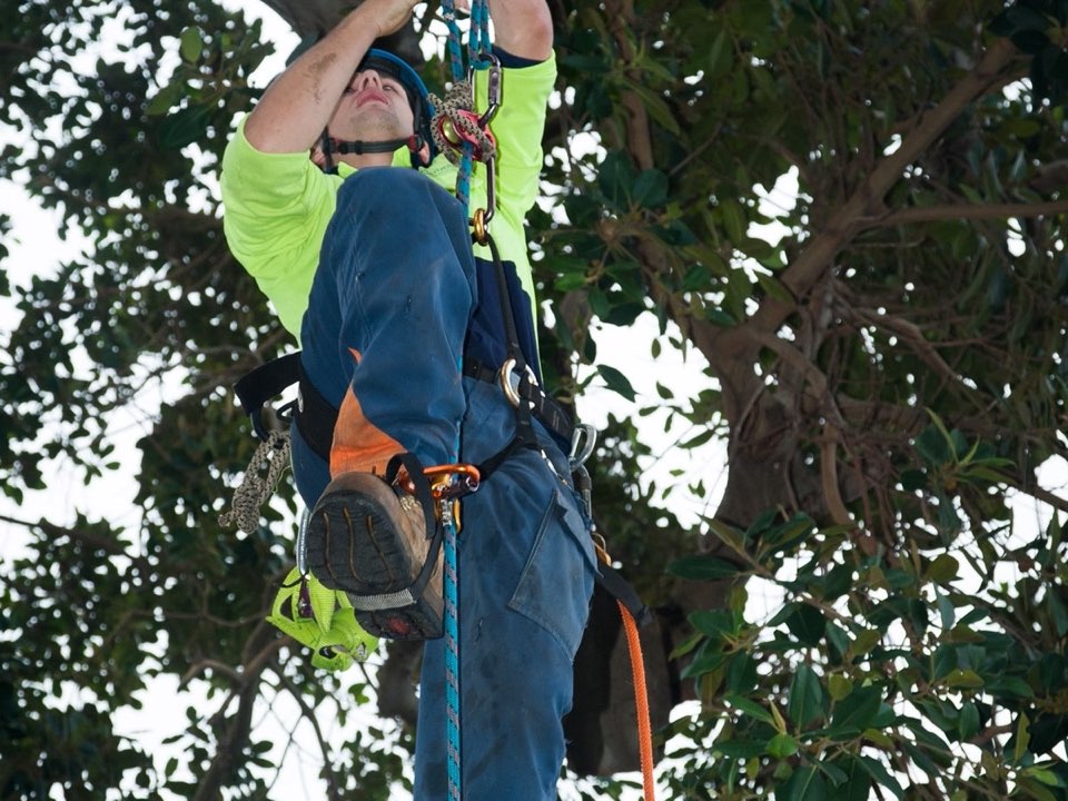 Qualified arborist working in a mature tree during a risk assessment in Midlothian