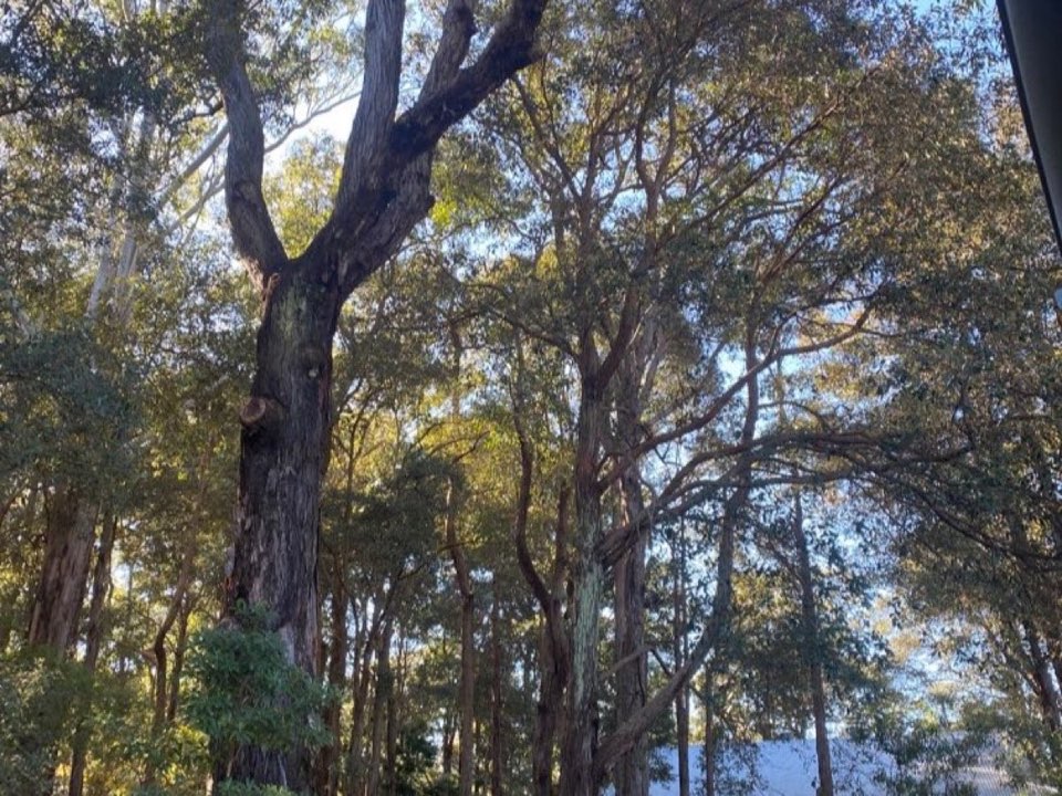 Mature trees in a Midlothian parkland setting due for routine re-inspection
